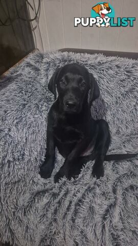 Labrador pups, 12 weeks old.