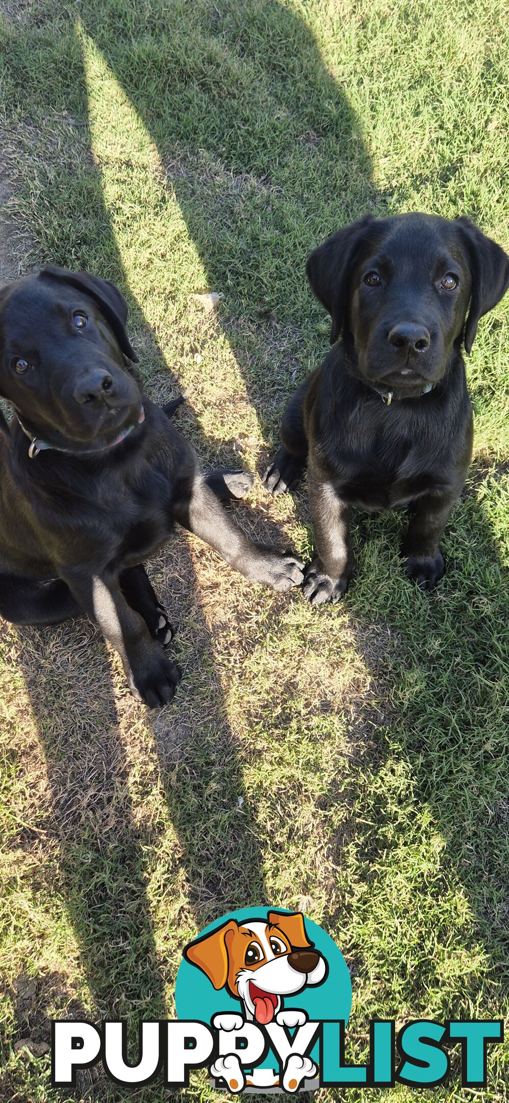 Labrador pups, 12 weeks old.
