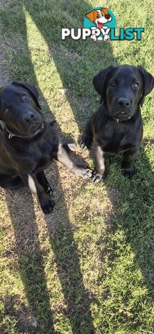 Labrador pups, 12 weeks old.