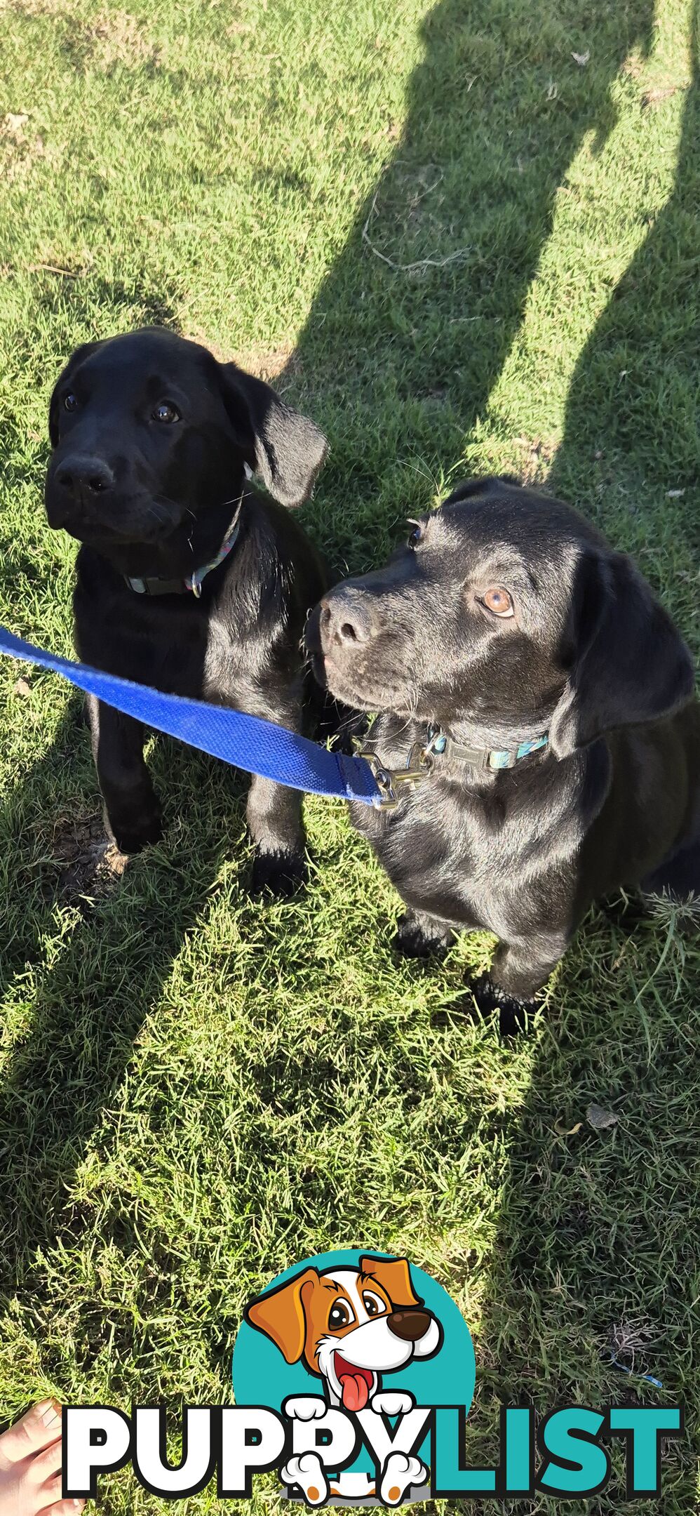 Labrador pups, 12 weeks old.