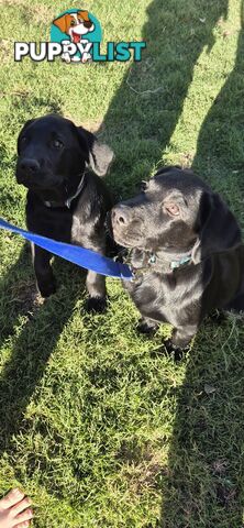 Labrador pups, 12 weeks old.