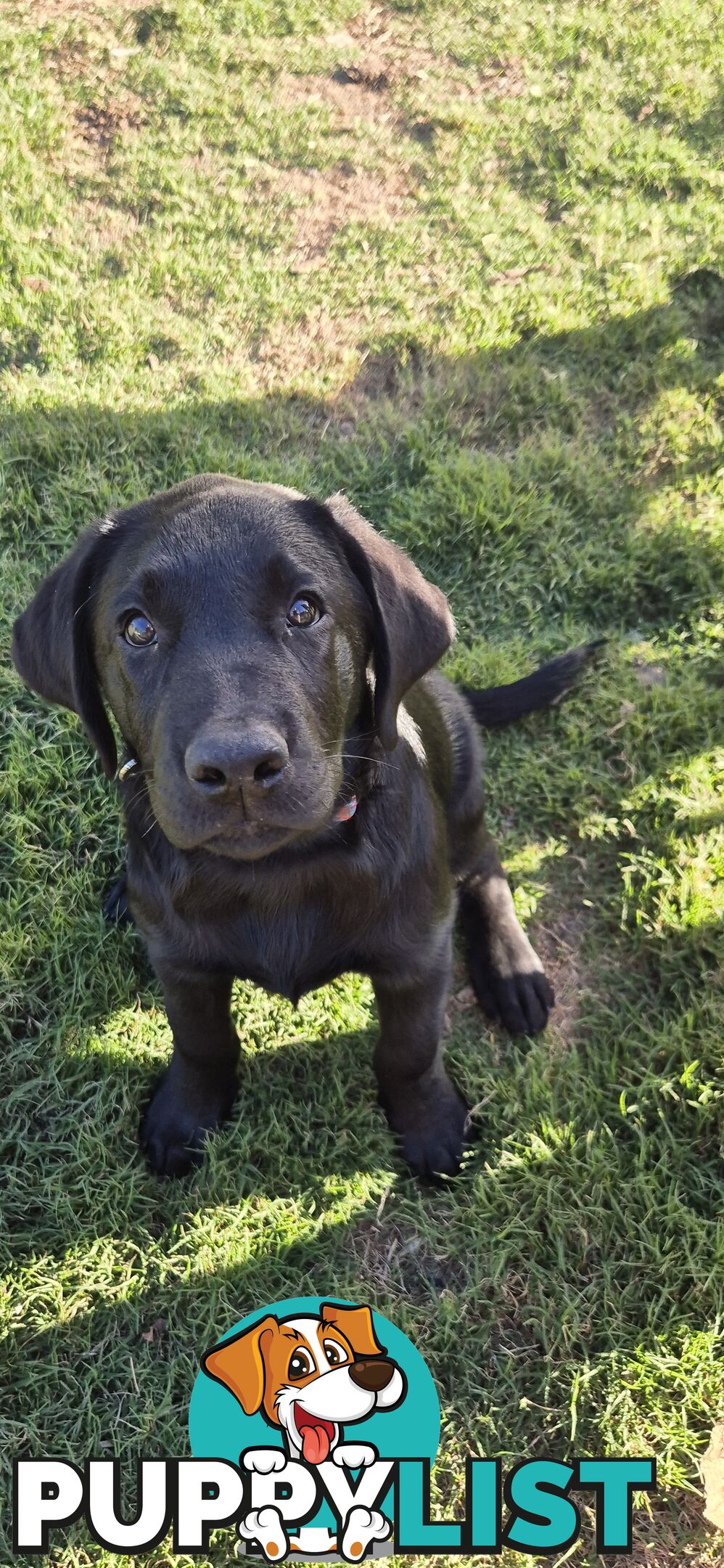 Labrador pups, 12 weeks old.