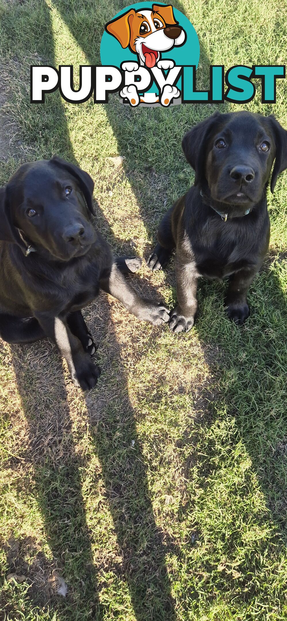 Labrador pups, 12 weeks old.
