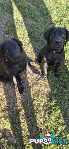 Labrador pups, 12 weeks old.
