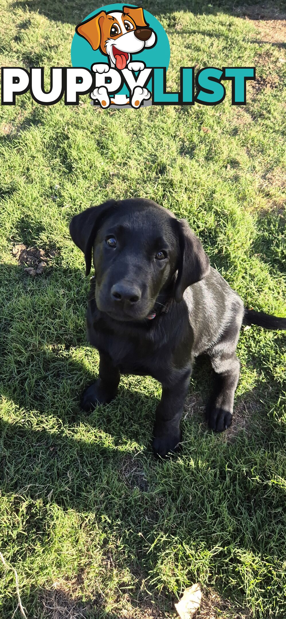 Labrador pups, 12 weeks old.