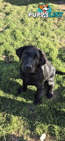 Labrador pups, 12 weeks old.