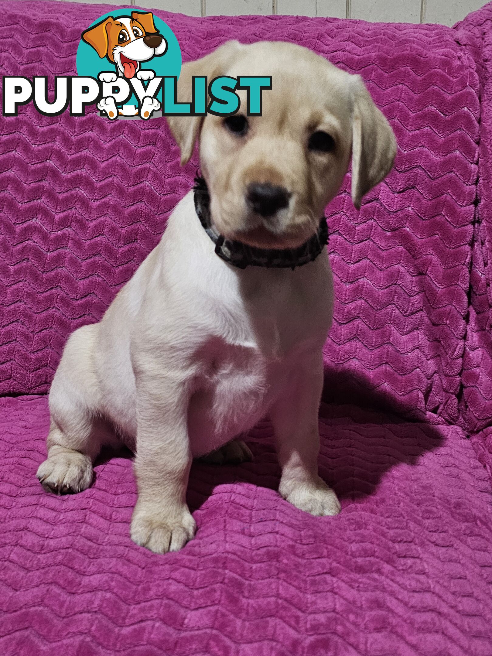 Black female Labrador, 11 weeks old.