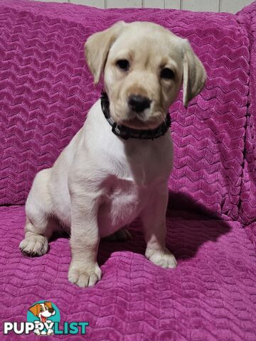 Black female Labrador, 11 weeks old.