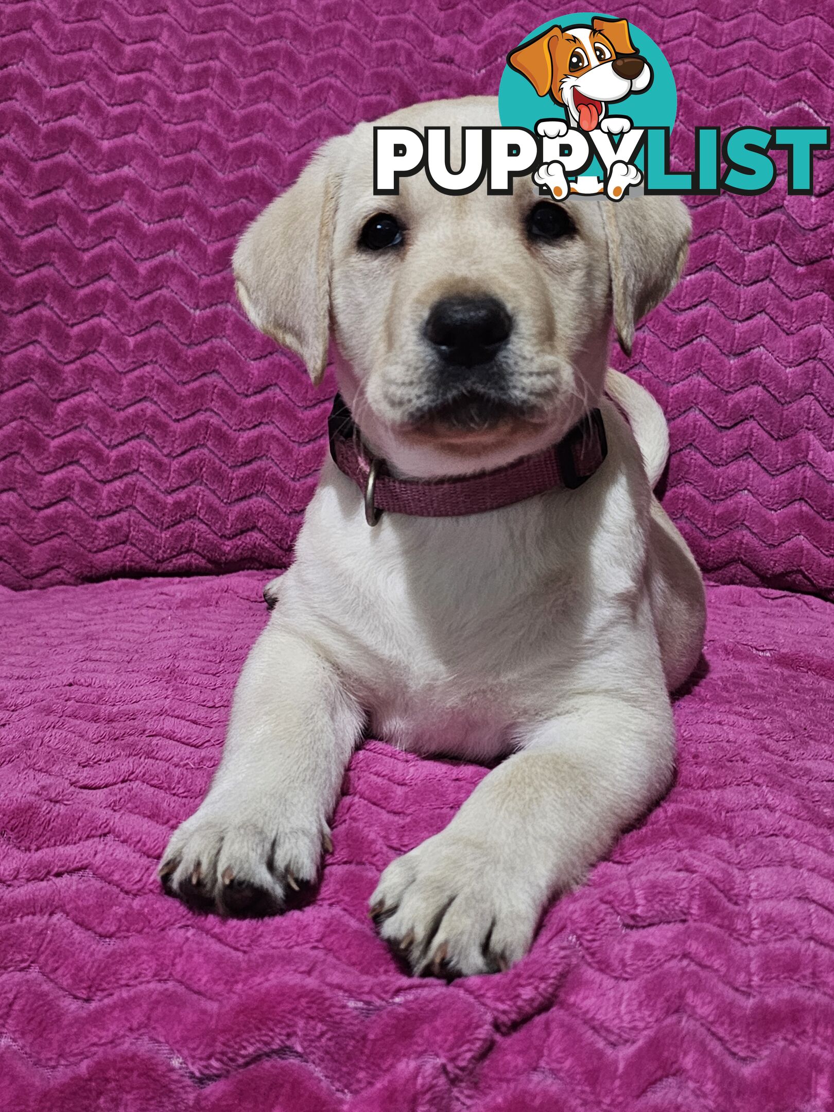 Black female Labrador, 11 weeks old.