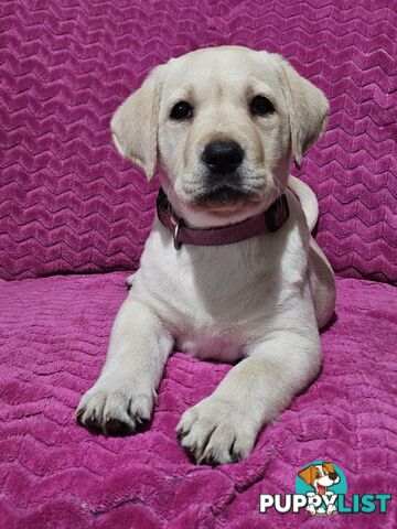 Black female Labrador, 11 weeks old.