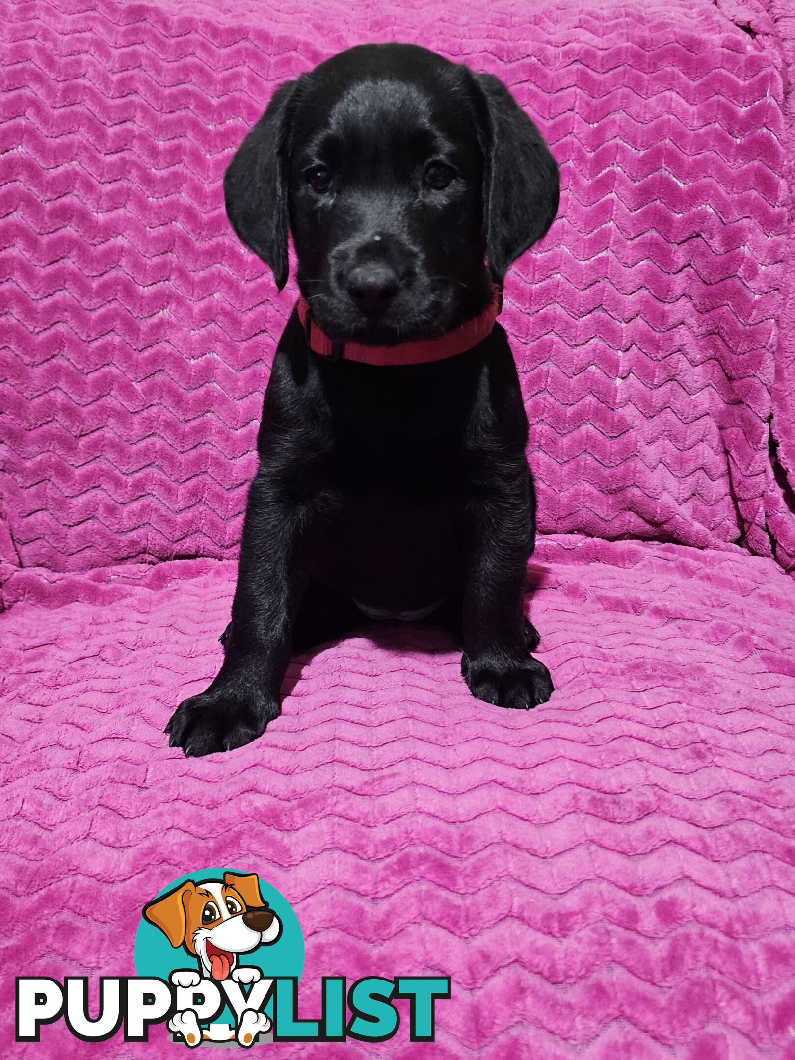 Black female Labrador, 11 weeks old.