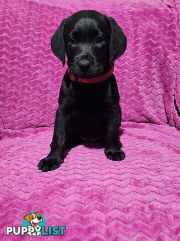 Black female Labrador, 11 weeks old.