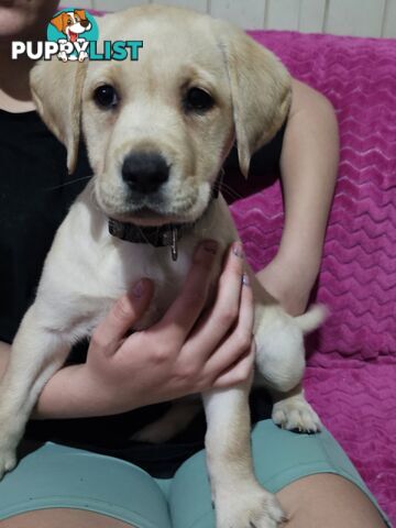 Black female Labrador, 11 weeks old.