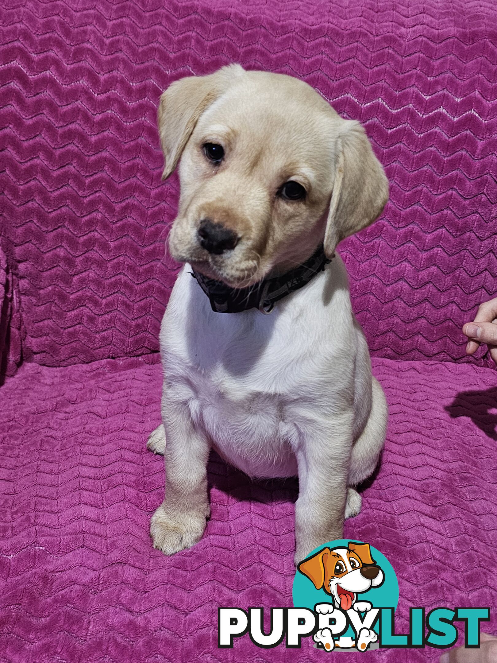 Black female Labrador, 11 weeks old.