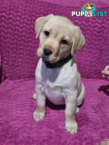 Black female Labrador, 11 weeks old.