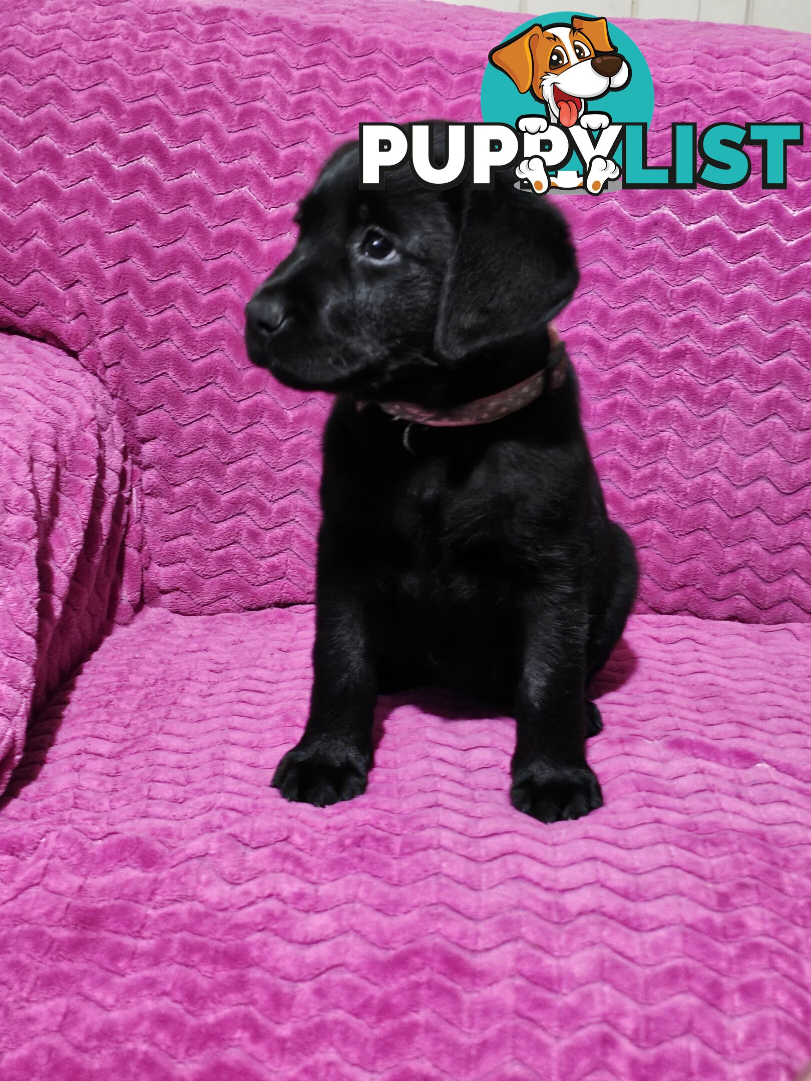 Black female Labrador, 11 weeks old.