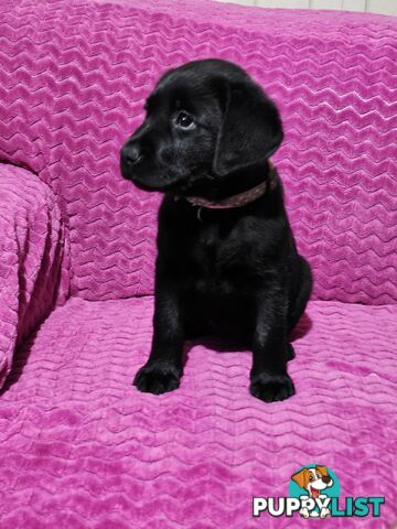 Black female Labrador, 11 weeks old.