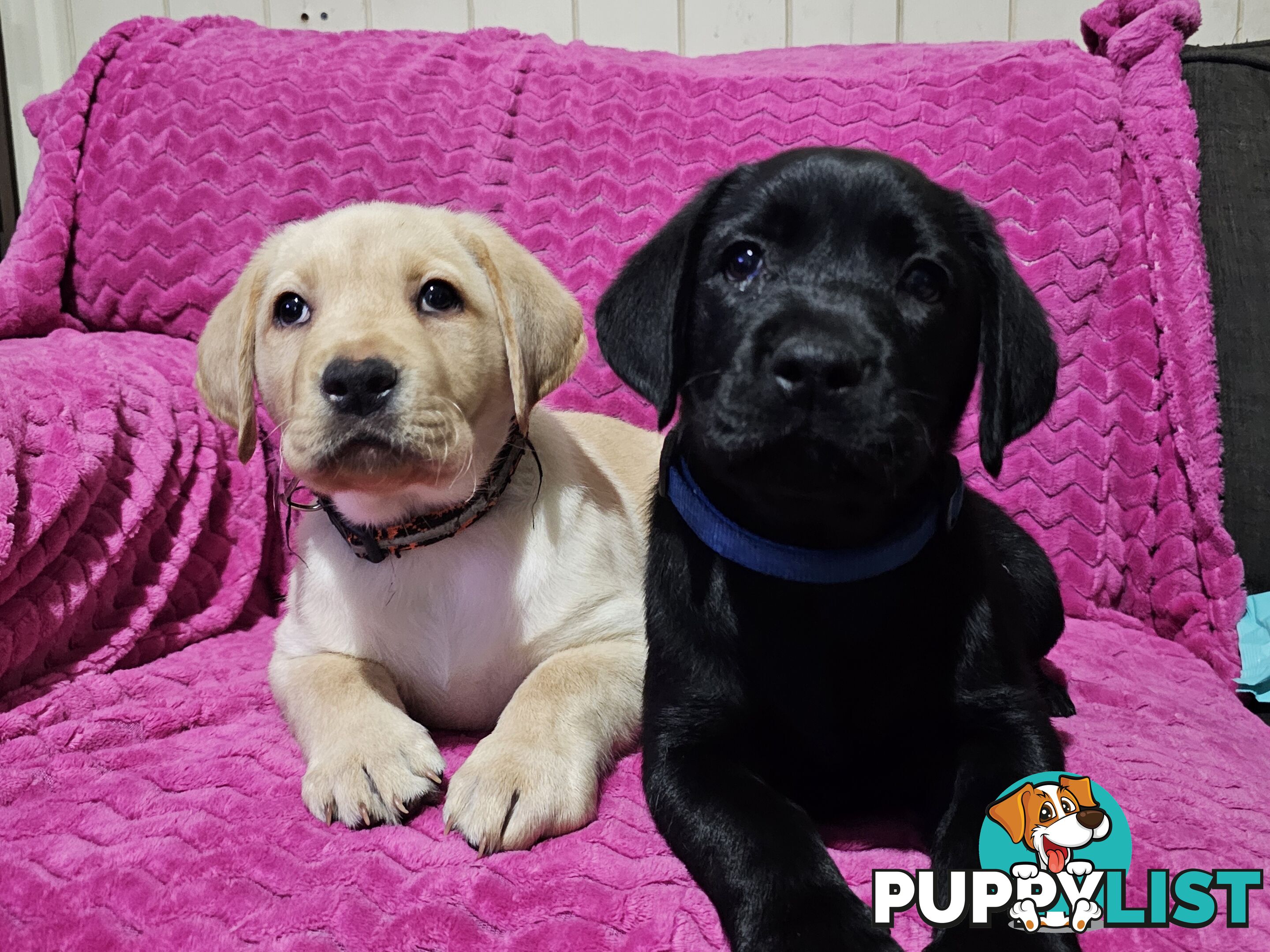 Black female Labrador, 11 weeks old.