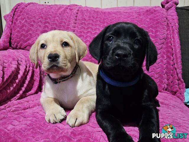 Black female Labrador, 11 weeks old.