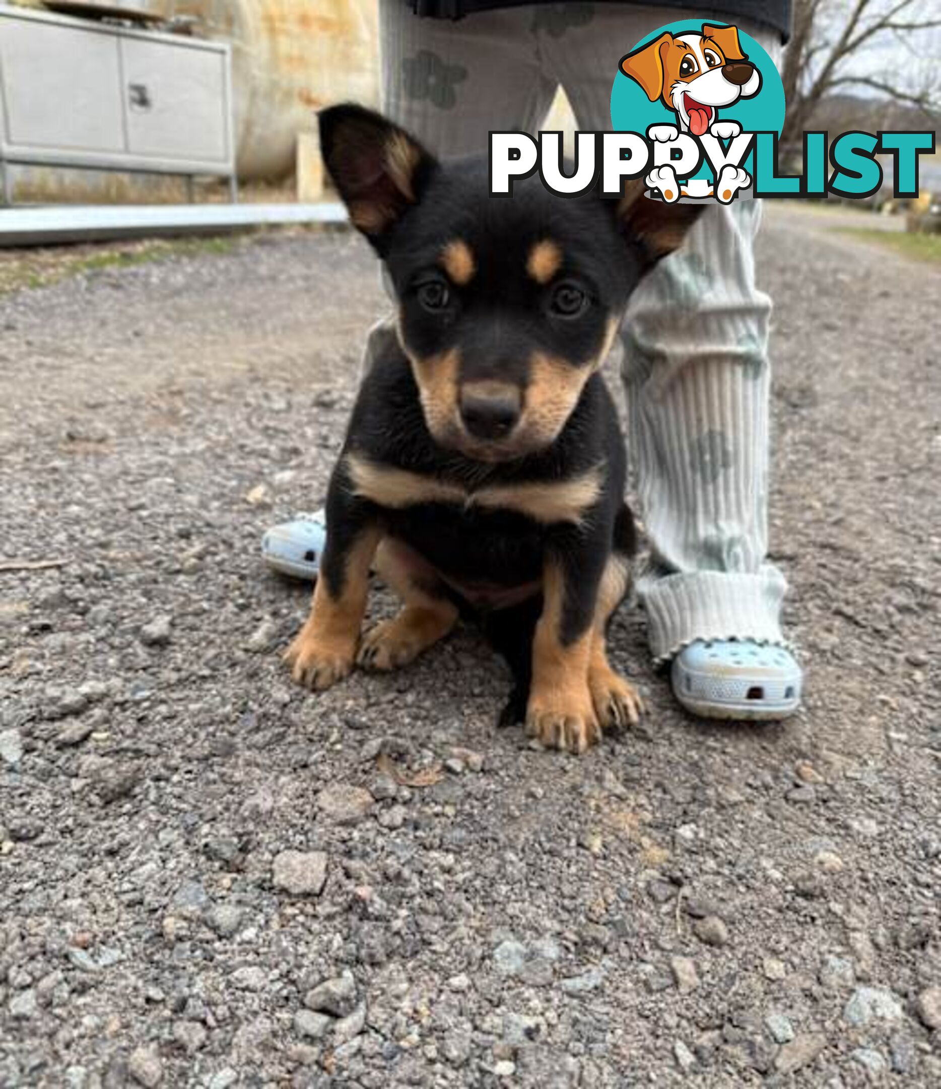 Australia Kelpie Pups