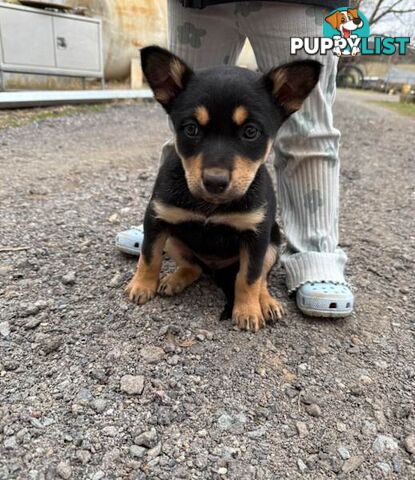 Australia Kelpie Pups