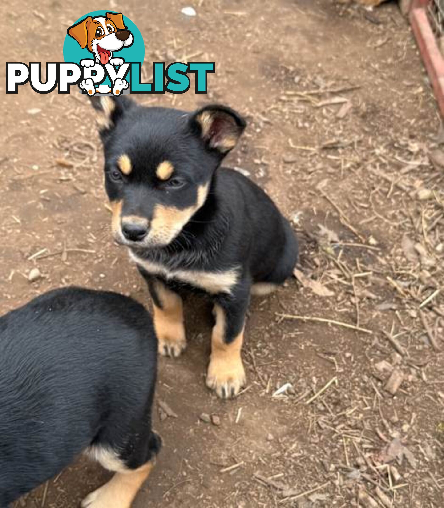 Australia Kelpie Pups