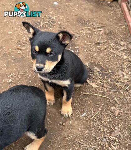 Australia Kelpie Pups