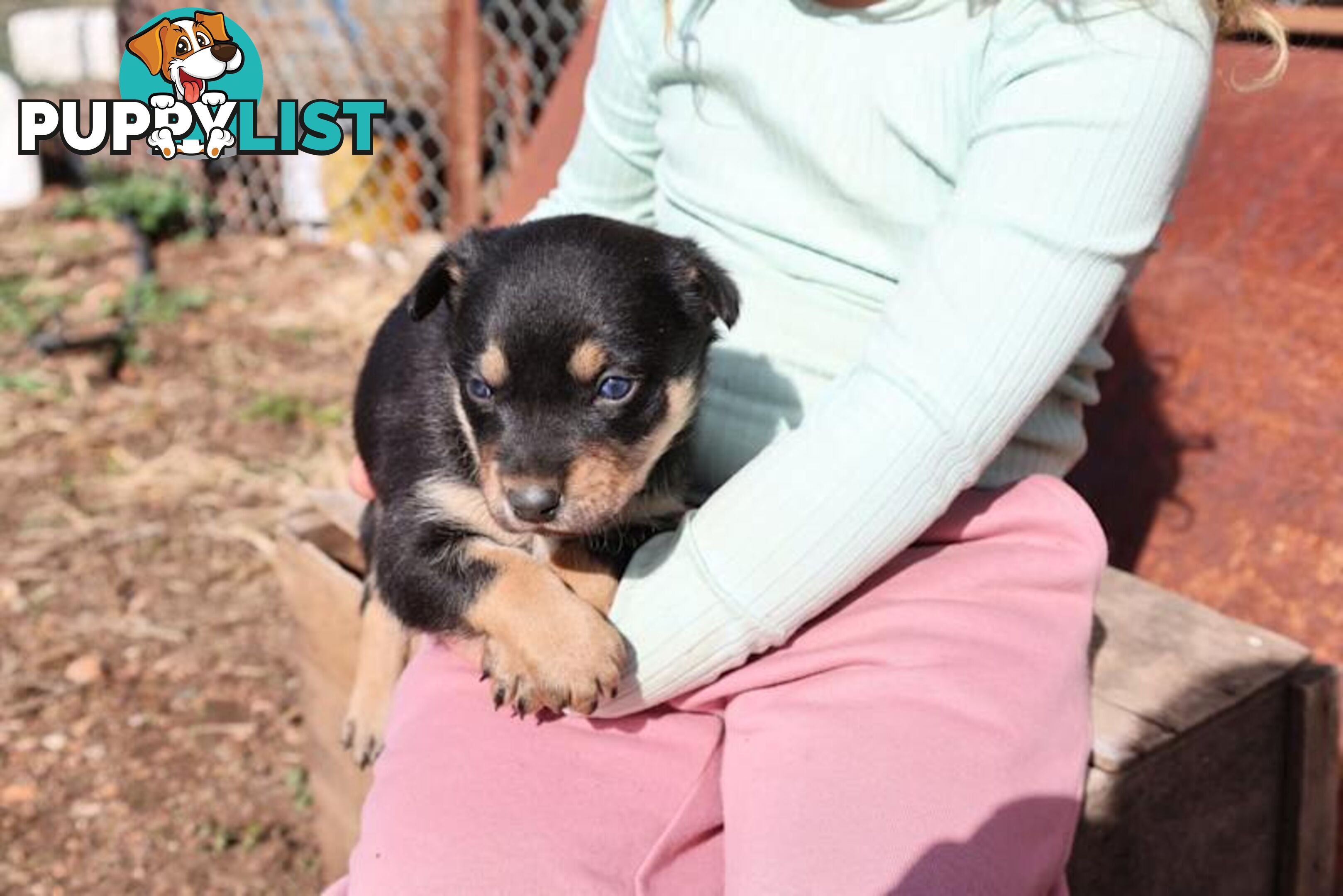 Australia Kelpie Pups