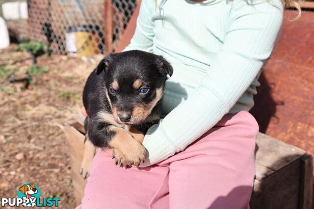 Australia Kelpie Pups