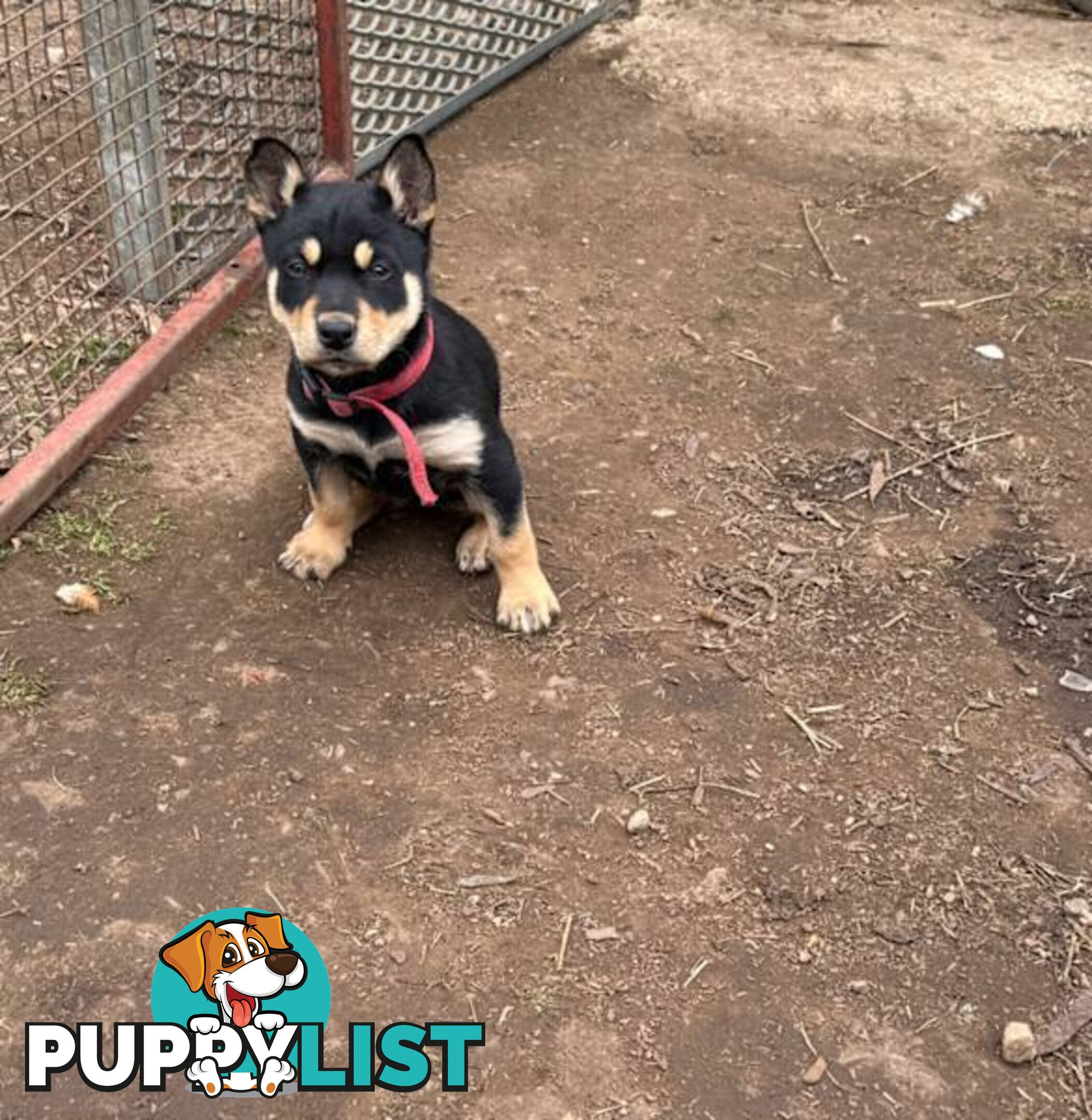 Australia Kelpie Pups
