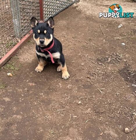 Australia Kelpie Pups