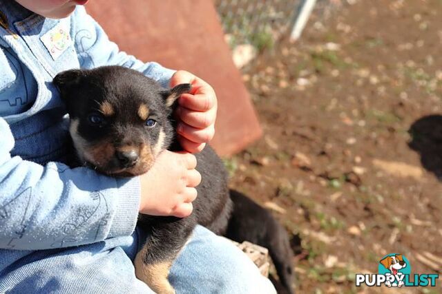 Australia Kelpie Pups