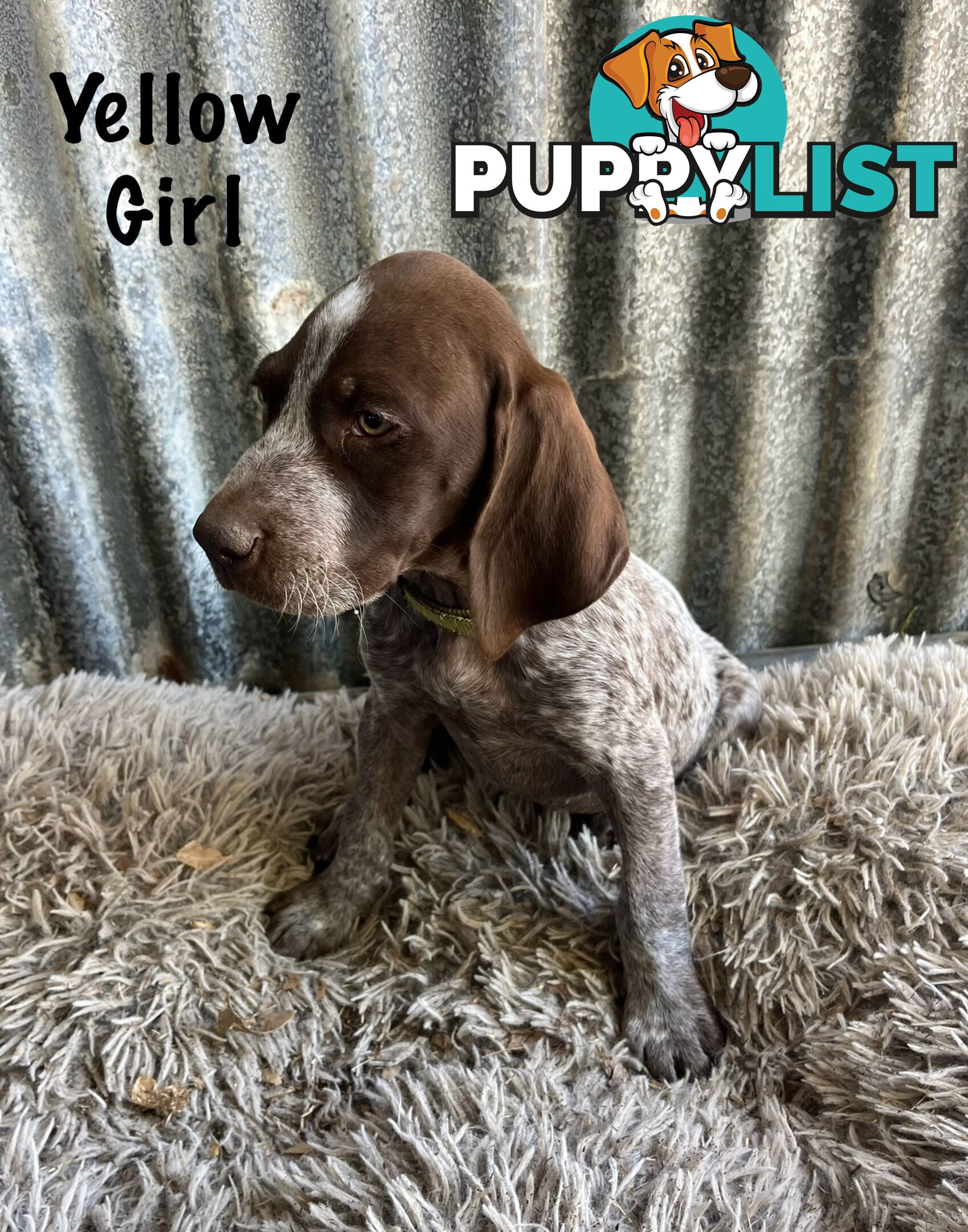 Registered German Shorthaired Pointer Puppies