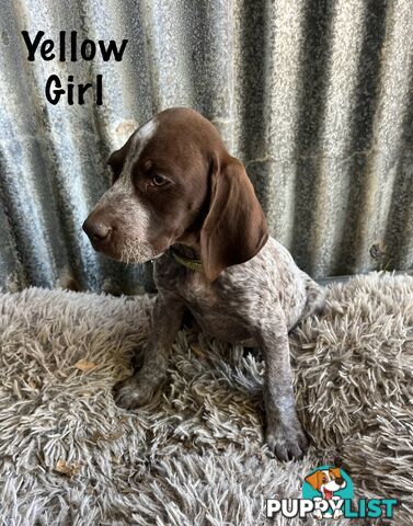 Registered German Shorthaired Pointer Puppies