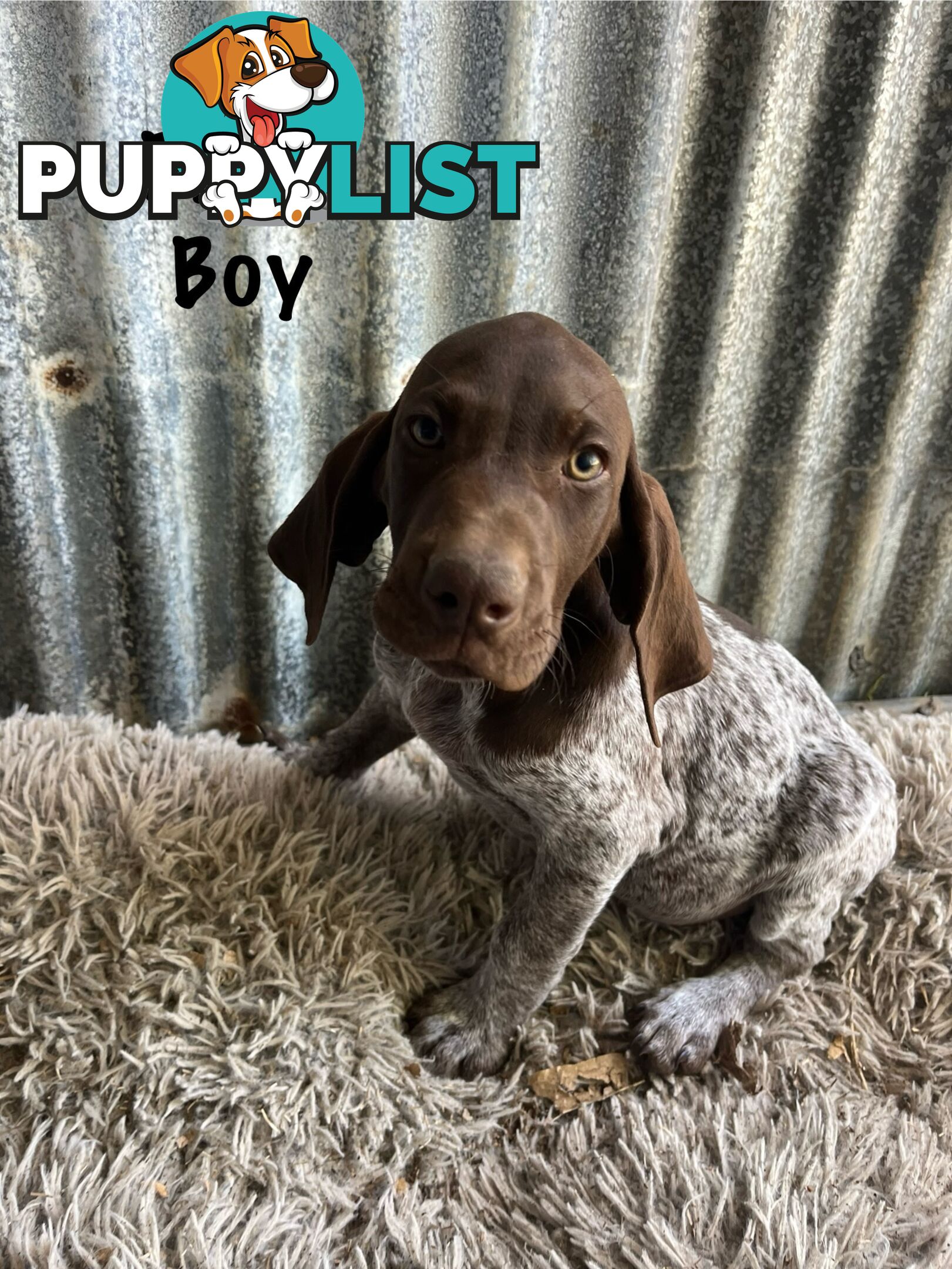 Registered German Shorthaired Pointer Puppies