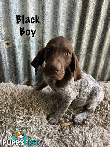 Registered German Shorthaired Pointer Puppies