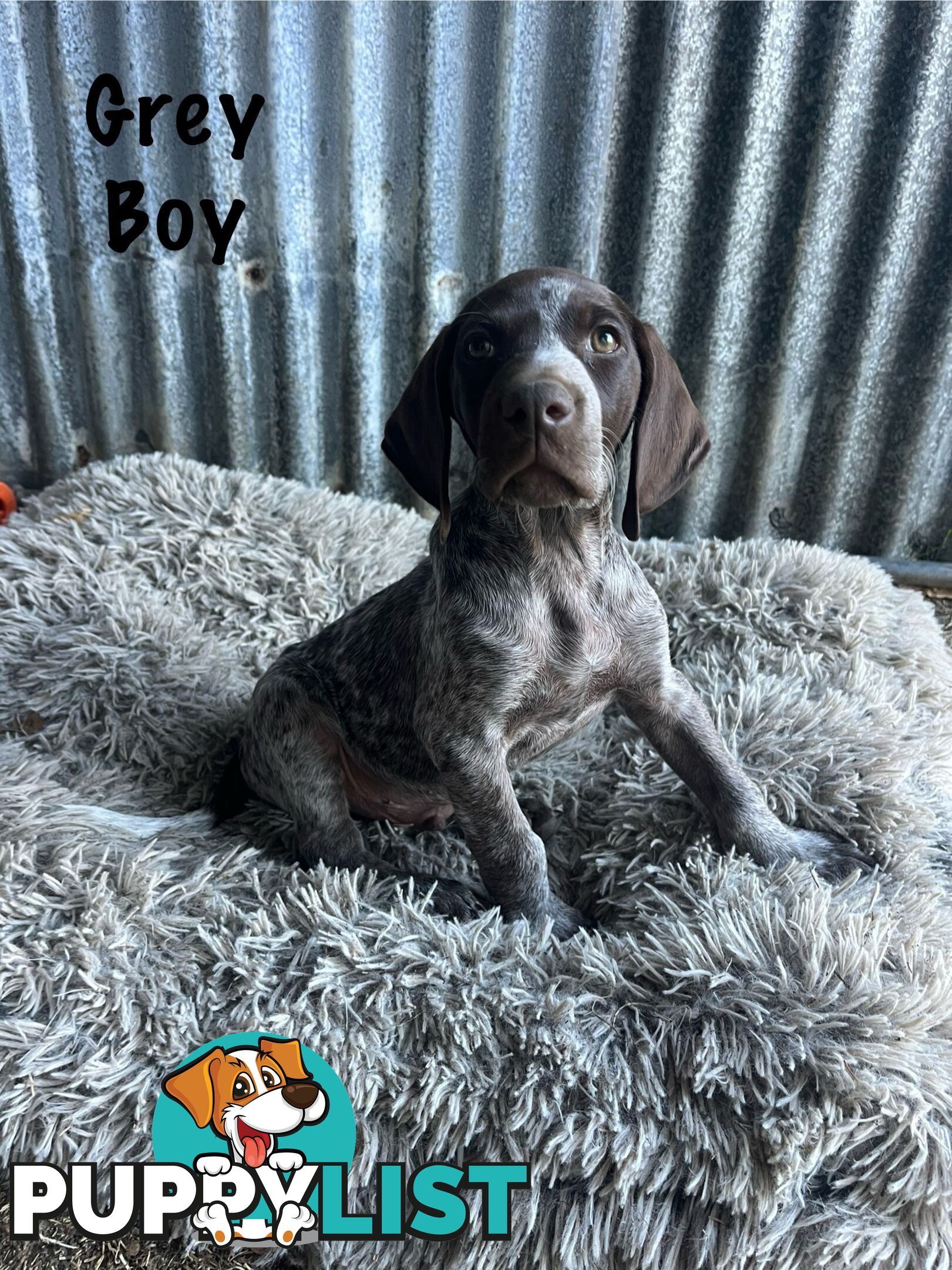 Registered German Shorthaired Pointer Puppies