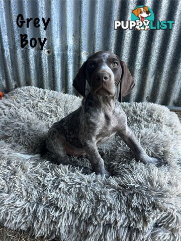 Registered German Shorthaired Pointer Puppies