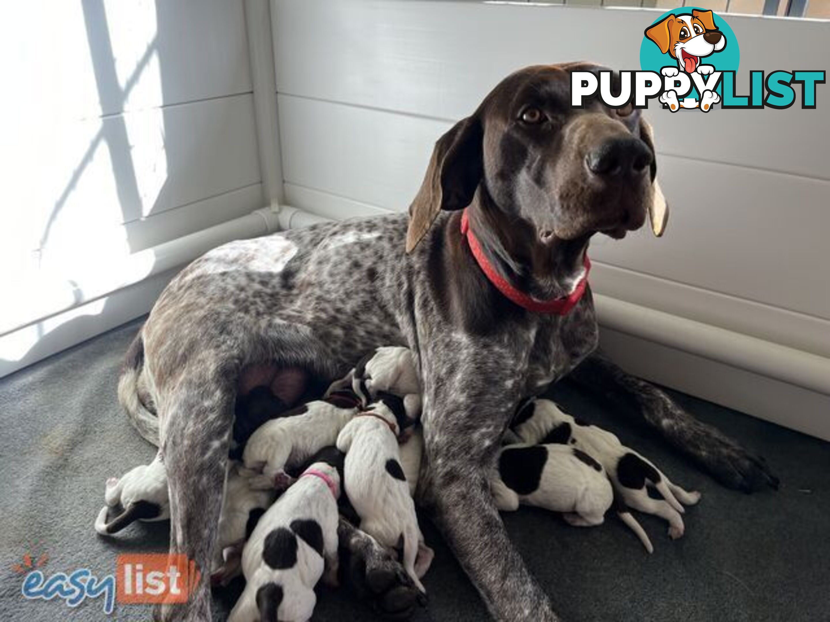 Registered German Shorthaired Pointer Puppies