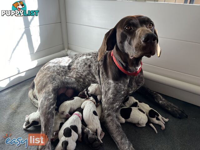 Registered German Shorthaired Pointer Puppies