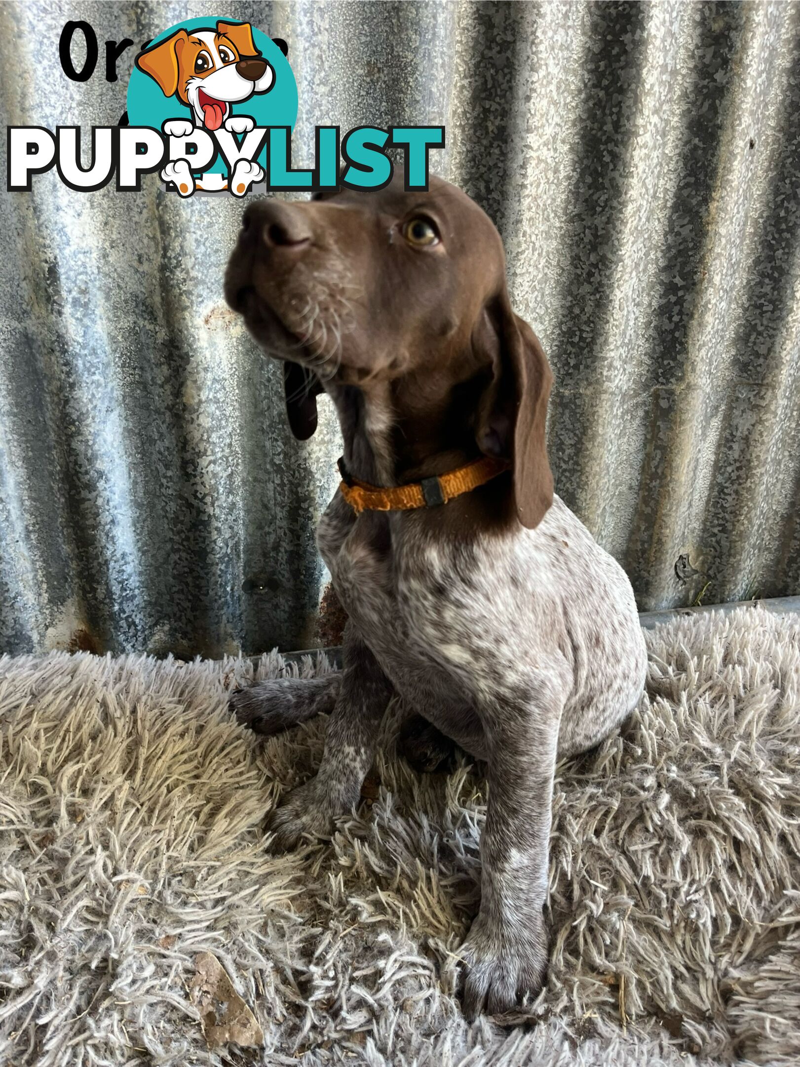 Registered German Shorthaired Pointer Puppies