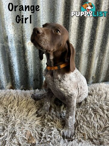 Registered German Shorthaired Pointer Puppies