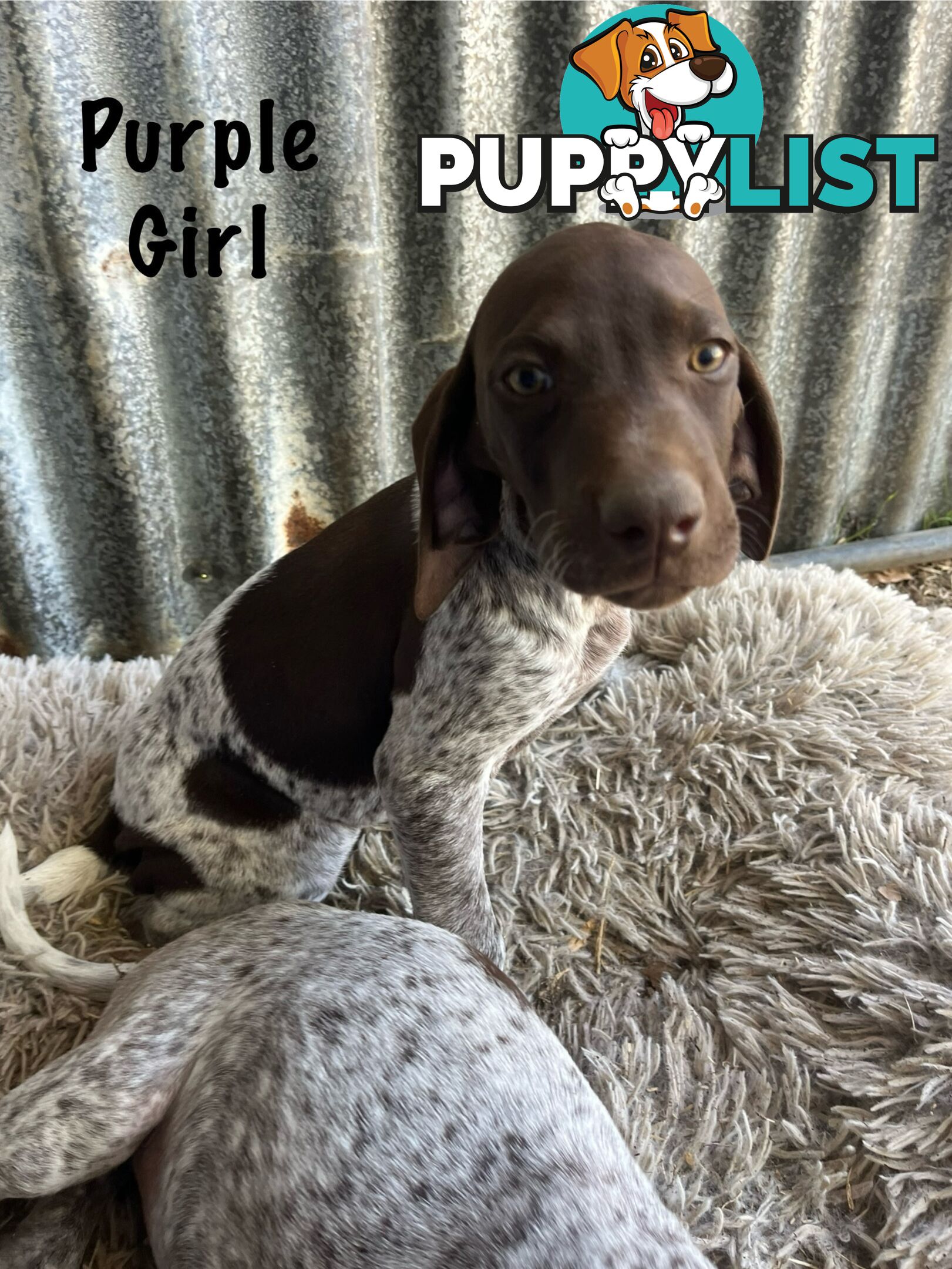 Registered German Shorthaired Pointer Puppies