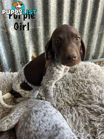 Registered German Shorthaired Pointer Puppies