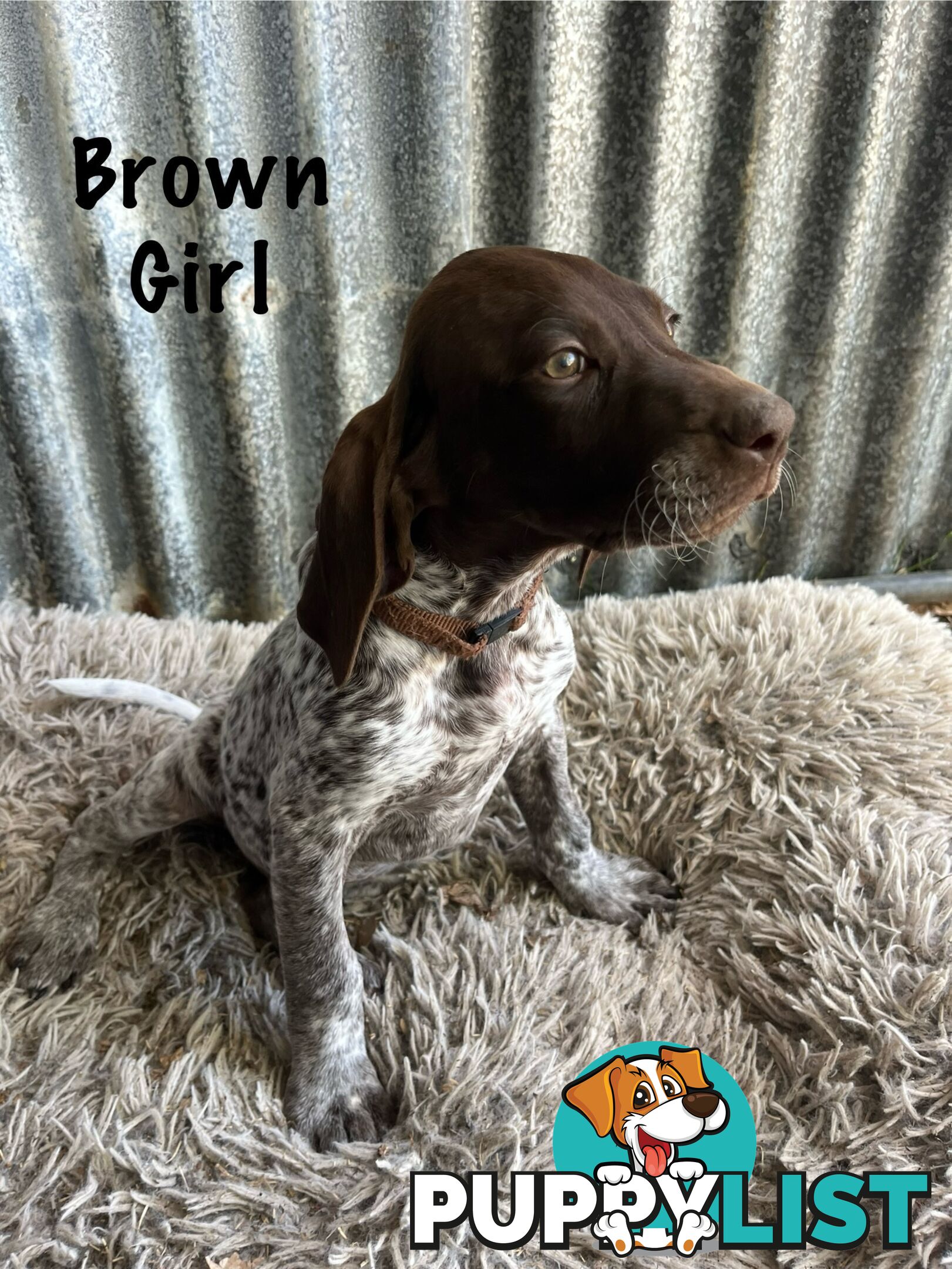 Registered German Shorthaired Pointer Puppies