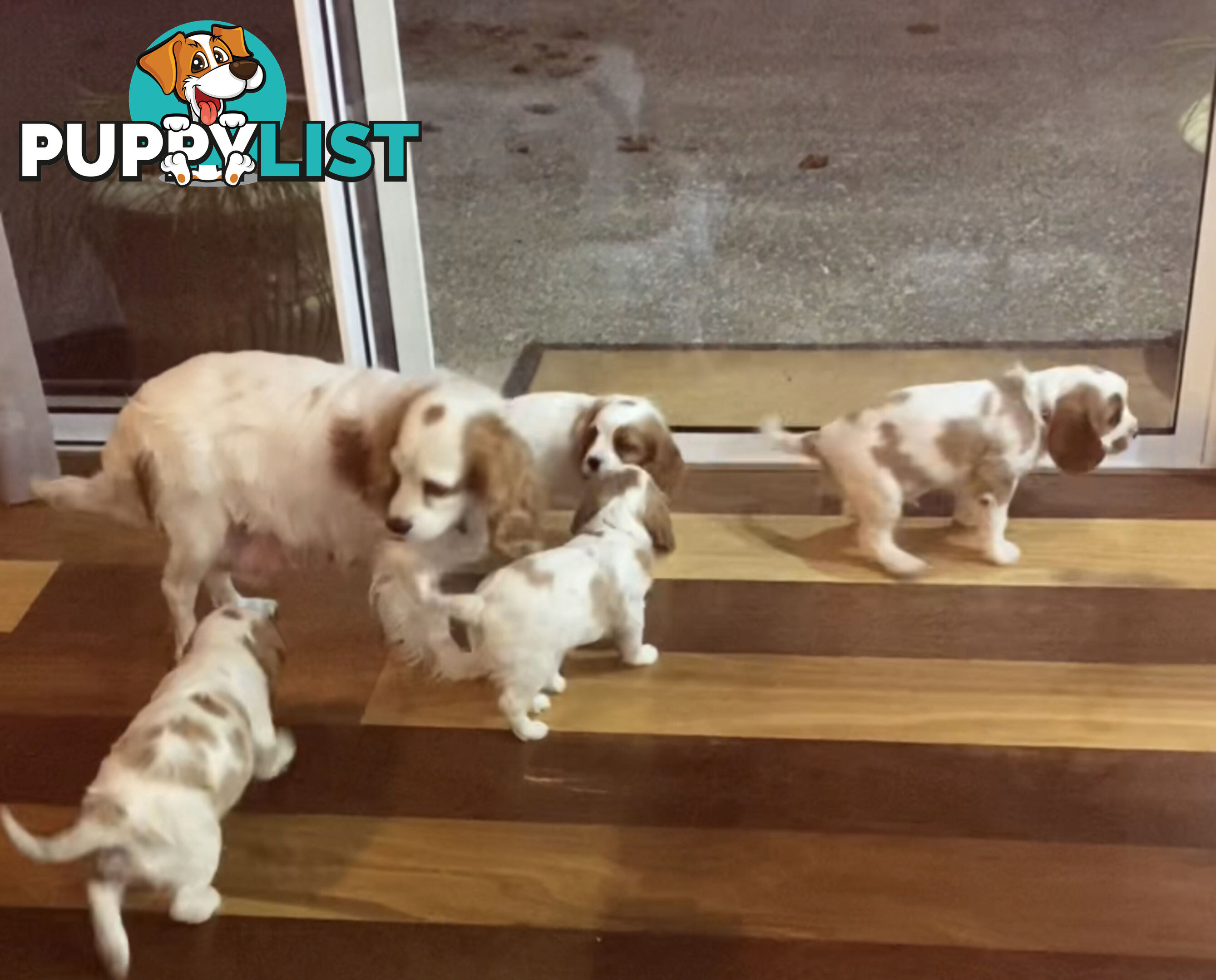 Cockalier DNA 🧬 tested parents