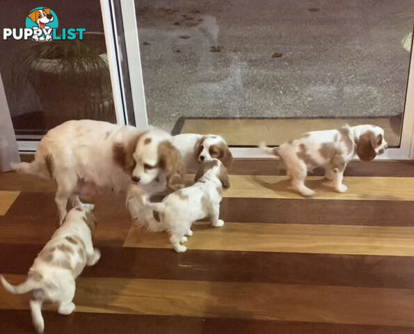 Cockalier DNA 🧬 tested parents