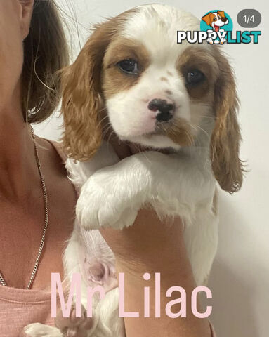Cockalier DNA 🧬 tested parents