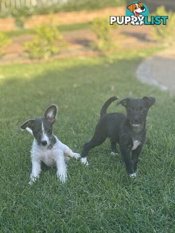 Chipoo female and male