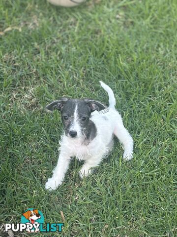 Chipoo female and male